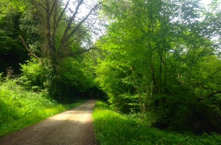 Trail Running Holidays in Dordogne, France - Nice shady trail