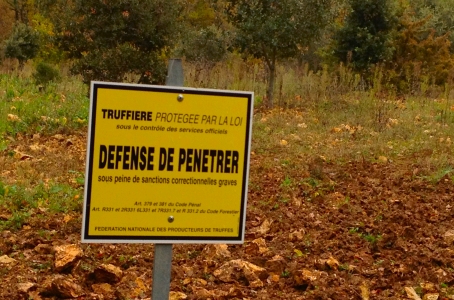 Trail Running Holidays in Dordogne, France - Truffle orchards